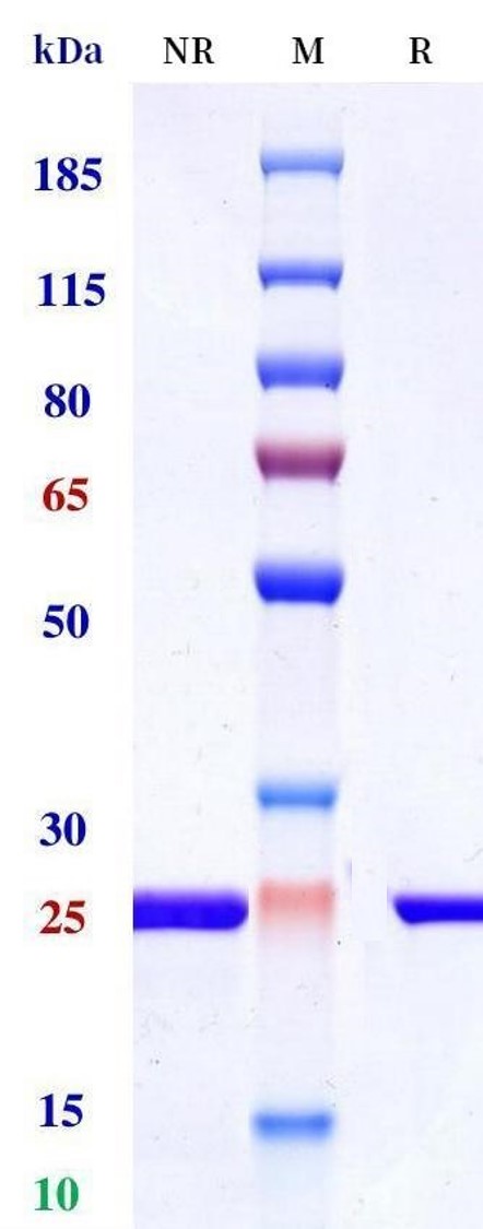 0 - Anti-Complement C5 Reference Antibody (Pexelizumab) APR11472