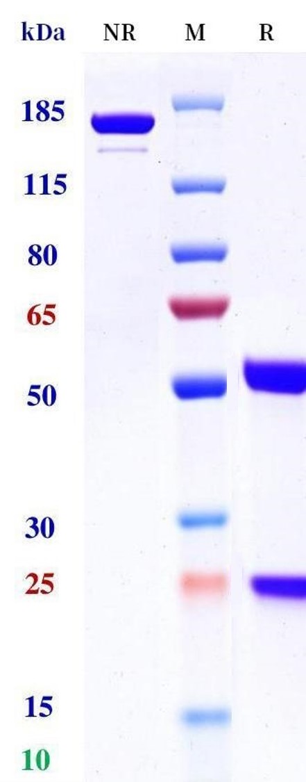 0 - Anti-ERBB1 / EGFR / HER1 Reference Antibody (Amivantamab) APR11473