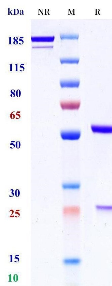 0 - Anti-PABPC1 Reference Antibody (alextatug) APR11475