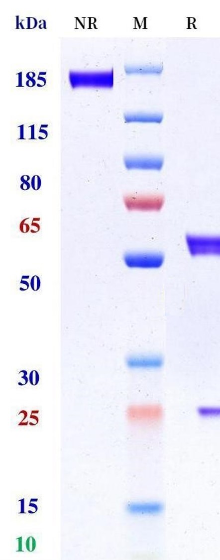0 - Anti-Hepsin Reference Antibody (Genentech patent anti-Hepsin) APR11476