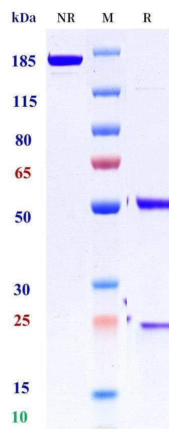 0 - Anti-ENO1 Reference Antibody (Academia Sinica patent anti-ENO1) APR11477
