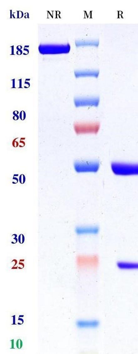 0 - Anti-Transthyretin Reference Antibody (NI006) APR11479