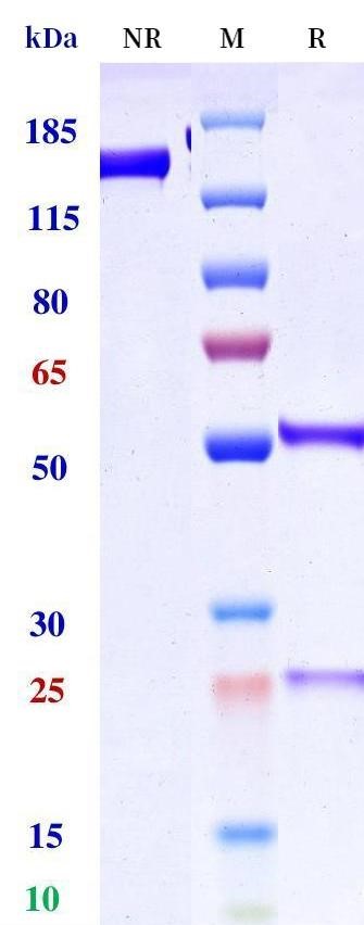 0 - Anti-Notch4 Reference Antibody (Eisai patent anti-Notch4) APR11481