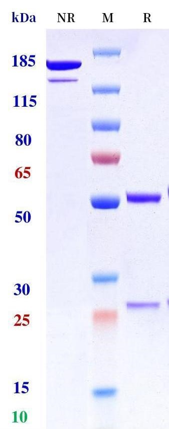 0 - Anti-PRNP Reference Antibody (Medimmune patent anti-PRNP) APR11482