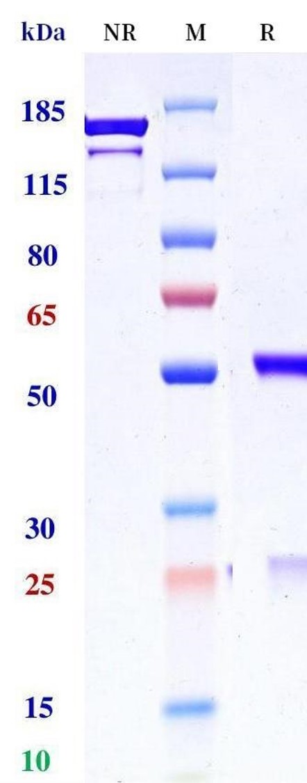 0 - Anti-IL-11 Reference Antibody (Bayer patent anti-IL-11) APR11483