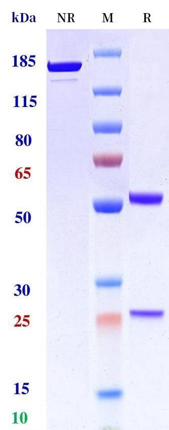 0 - Anti-CD99 Reference Antibody (Stanford U. patent anti-CD99) APR11484