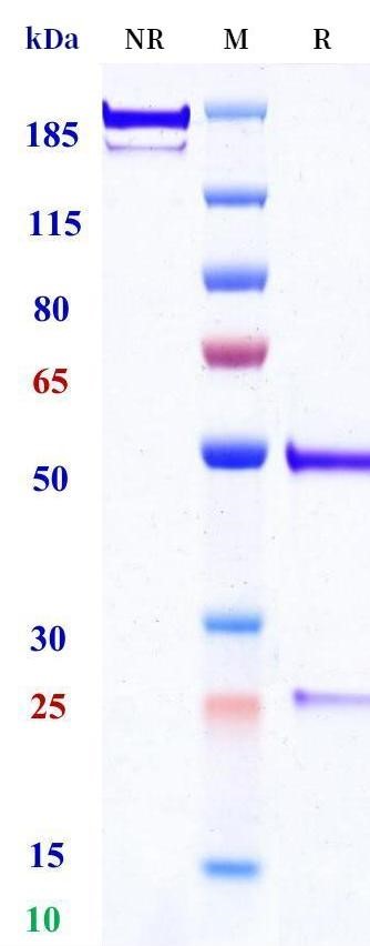 0 - Anti-PTHrP Reference Antibody (Chugai patent anti-PTHrP) APR11485