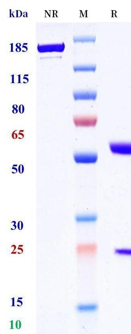0 - Anti-SOSTDC1 Reference Antibody (Kyoto U. patent anti-USAG-1) APR11486