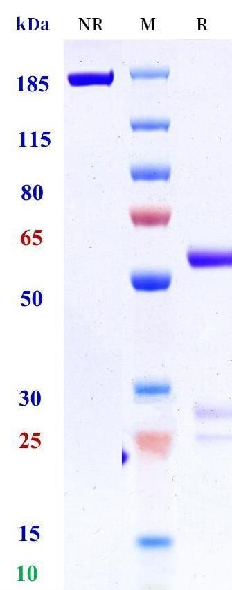 0 - Anti-CD90 Reference Antibody (Immunome patent anti-EPN1) APR11487