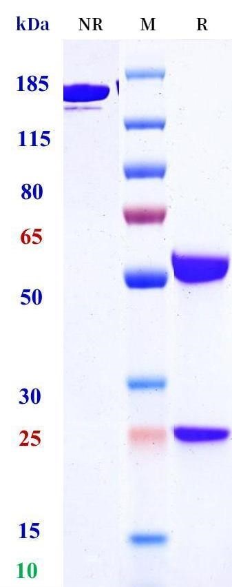0 - Anti-STEAP2 Reference Antibody (AstraZeneca patent anti-STEAP2) APR11488