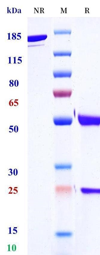 0 - Anti-ADAM17 Reference Antibody (MEDI3622) APR11489