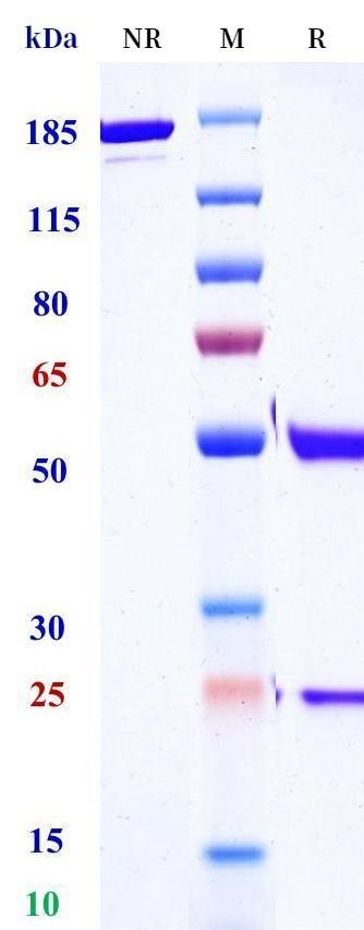 0 - Anti-ADAM17 Reference Antibody (Cancer Research Tech patent anti-ADAM17) APR11490