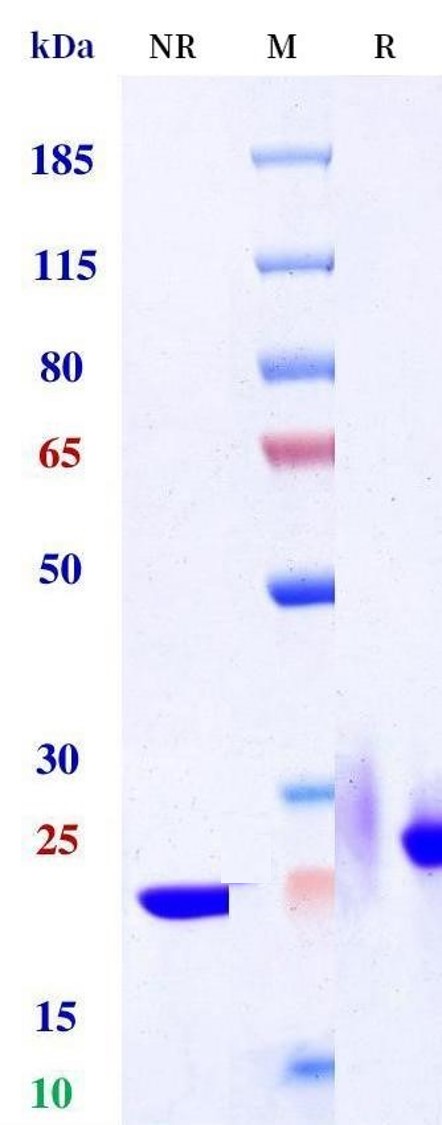 0 - Anti-GFRA4 Reference Antibody (Novartis patent anti-GFRA4 CAR) APR11493