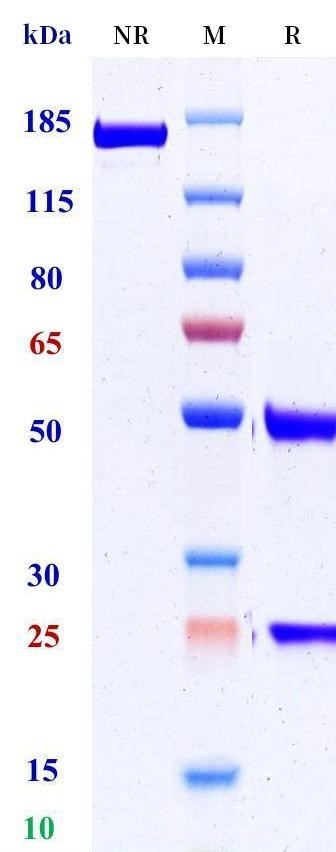 0 - Anti-ET-1 Reference Antibody (Regeneron patent anti-Big-ET-1) APR11494