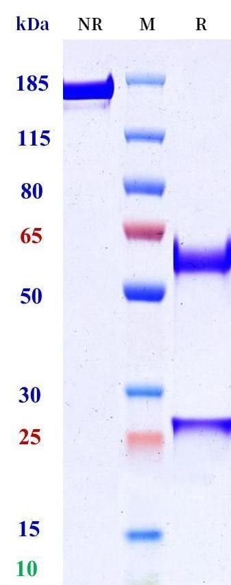 0 - Anti-CD160 Reference Antibody (MAT 302) APR11495