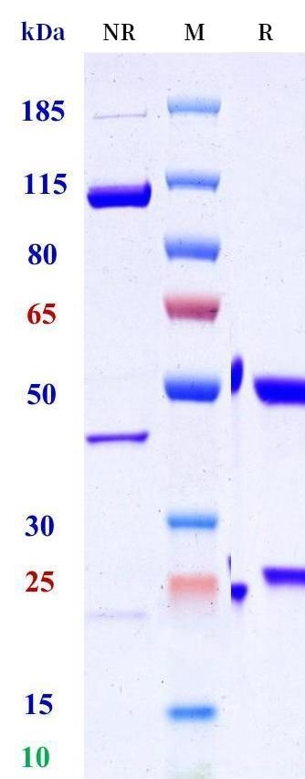 0 - Anti-MMP-16 Reference Antibody (Abbvie patent anti-MMP-16) APR11496