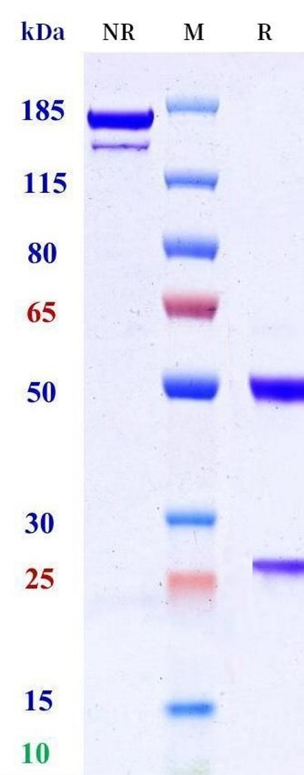 0 - Anti-IL-21R Reference Antibody (Wyeth patent anti-IL-21R) APR11497