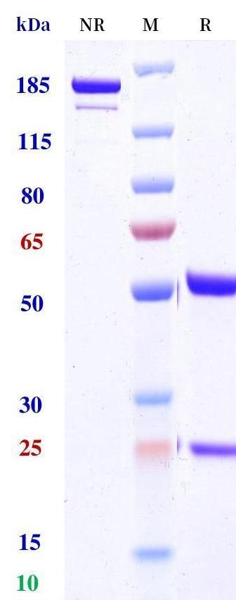 0 - Anti-Spike RBD protein Reference Antibody (bamlanivimab） APR11500