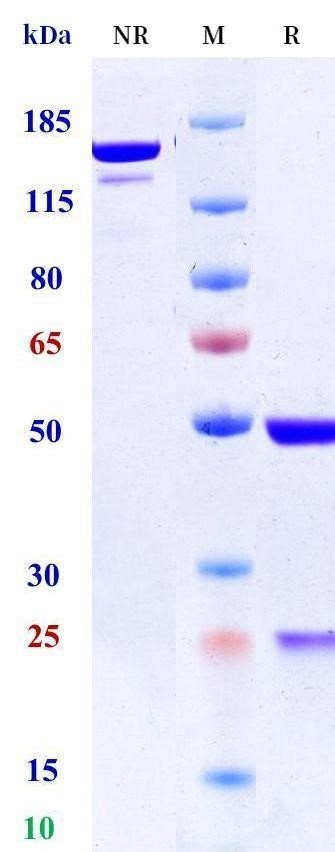0 - Anti-EPHA5 Reference Antibody (MBRC-101) APR11501