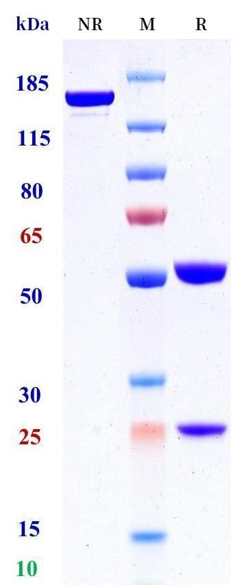 0 - Anti-Integrin alpha 9 Reference Antibody (ASP5094) APR11502