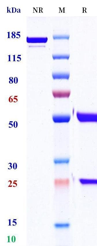 0 - Anti-TSPAN33 Reference Antibody (Lilly patent anti-TSPAN33) APR11504
