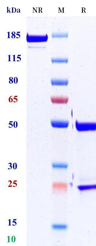 0 - Anti-NGF / bNGF Reference Antibody (Frunevetmab) APR11508
