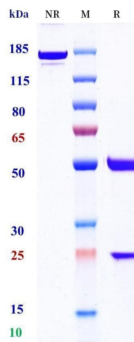 0 - Anti-EPO Reference Antibody (Novartis patent anti-EPO) APR11510