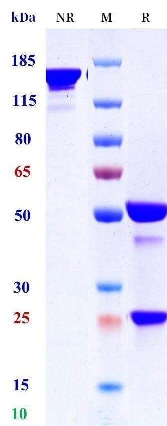 0 - Anti-CD86 Reference Antibody (Ludwig-Maximilians U. anti-CD86 CAR) APR11513