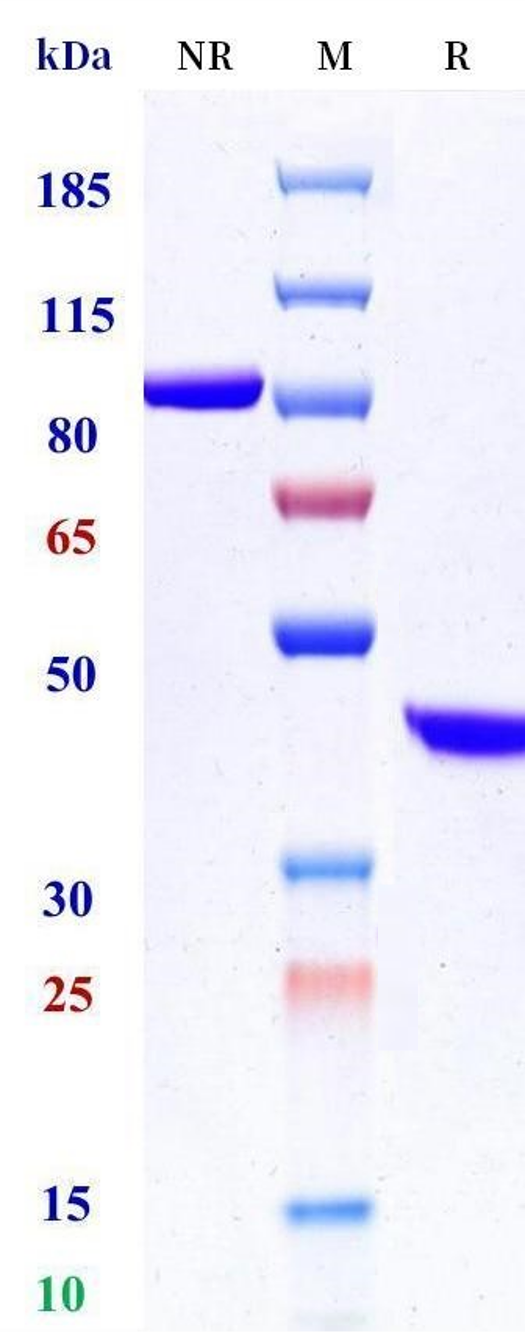 0 - Anti-TNFRSF1A / TNFAR / CD120a Reference Antibody (GSK1995057) APR11515
