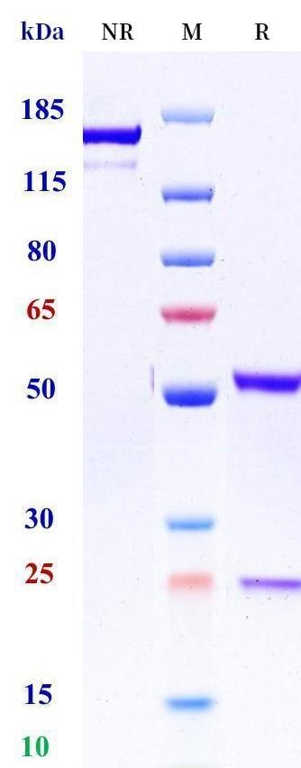 0 - Anti-CCL11 Reference Antibody (bertilimumab) APR11517