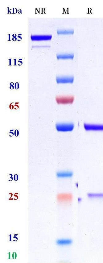0 - Anti-Aggrecan Reference Antibody (Ablynx patent anti-Aggrecan) APR11518