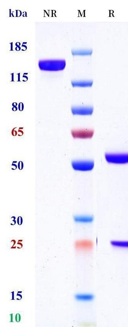 0 - Anti-VAP-1 Reference Antibody (Vepalimomab) APR11519
