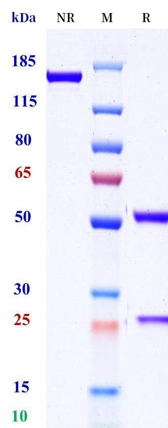 0 - Anti-PILRA Reference Antibody (Alector patent anti-PILRA) APR11520