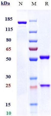 0 - Anti-PILRA Reference Antibody (Denali patent anti-PILRA) APR11521