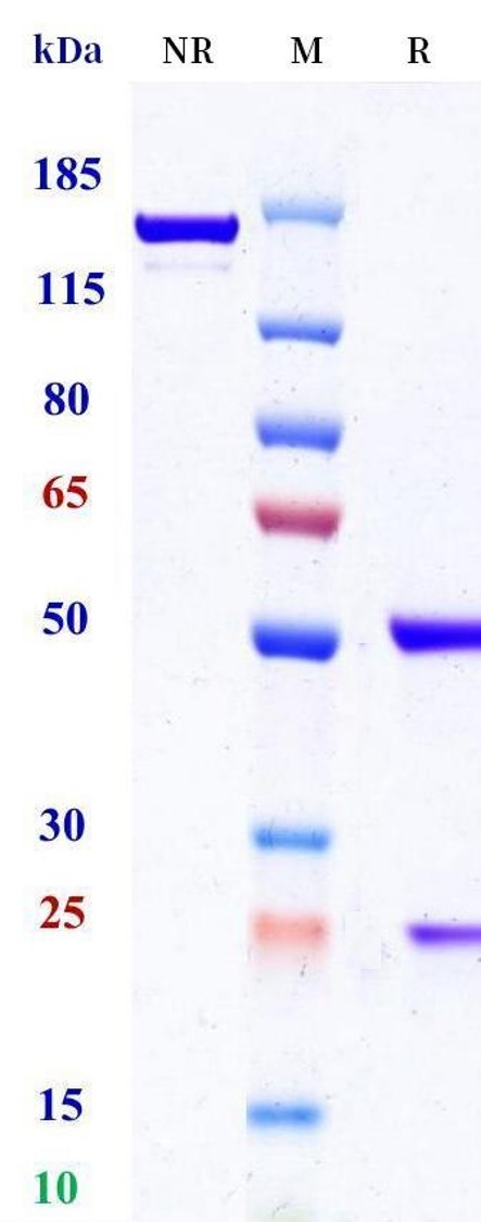 0 - Anti-CCL21 Reference Antibody (U.Texas patent anti-CCL21) APR11522
