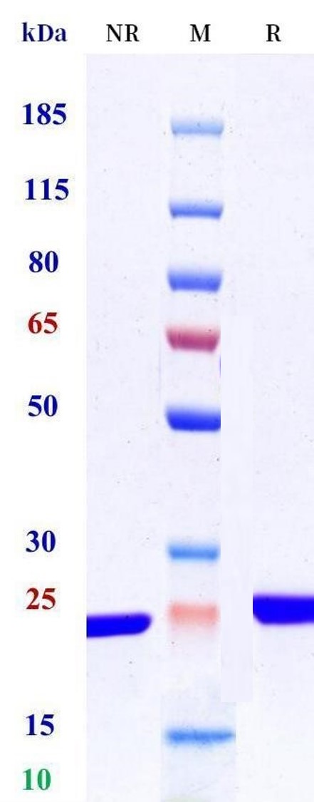 0 - Anti-F3 / Factor III / Tissue factor / CD142 Reference Antibody (Schering patent anti-TF scFv) APR11523