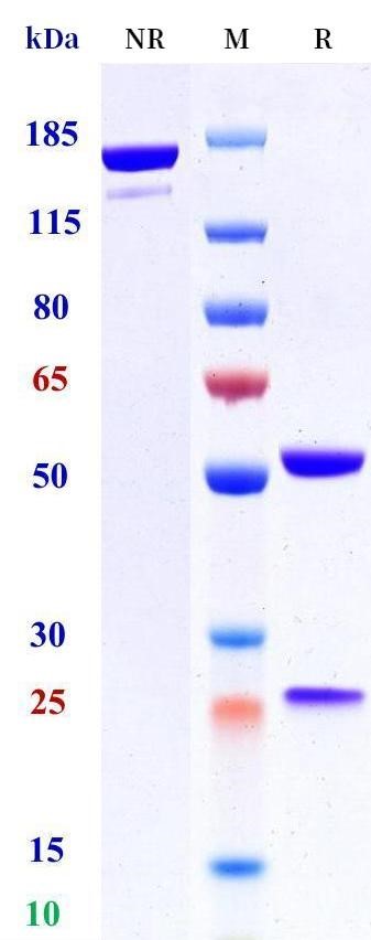 0 - Anti-CD20 Reference Antibody (Tositumomab) APR11525