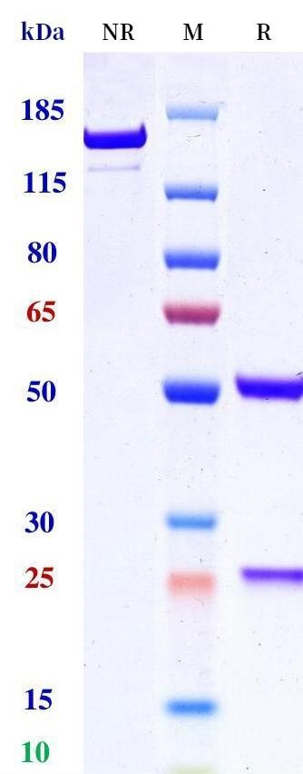 0 - Anti-Netrin-1 Reference Antibody (NP137) APR11528