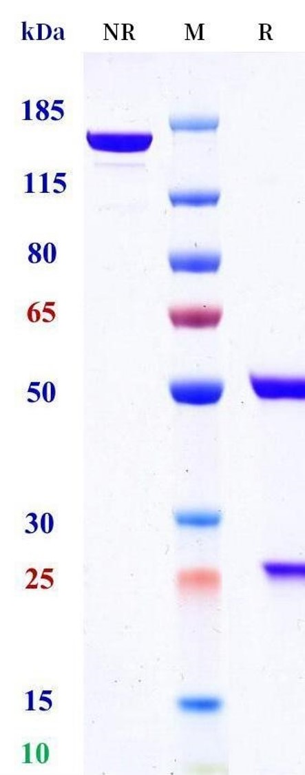 0 - Anti-NGF2 / NT-3 Reference Antibody (Takeda patent anti-NGF2) APR11529