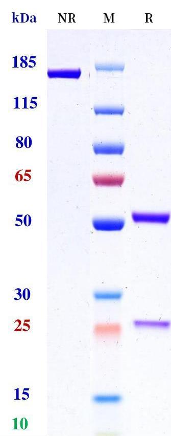 0 - Anti-TNFRSF1B / TNFR2 / CD120b Reference Antibody (HFB200301) APR11532