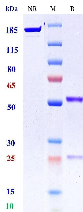 0 - Anti-ALK Reference Antibody (CDX-0125-TEI) APR11533