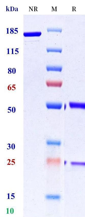 0 - Anti-IFNB1 Reference Antibody (Dazukibart) APR11534