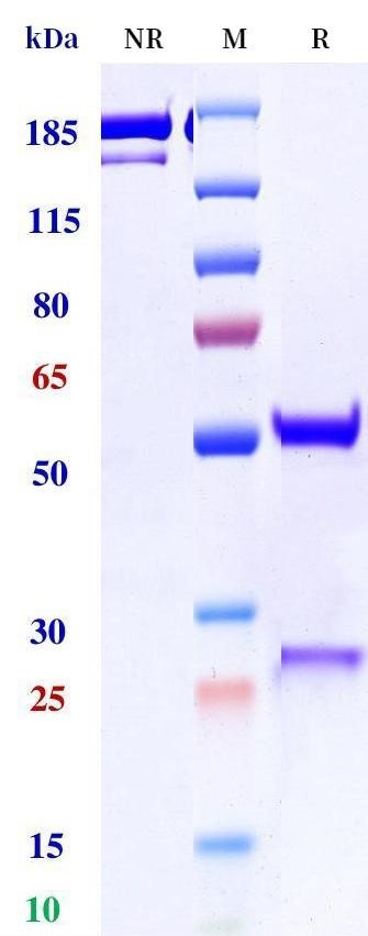 0 - Anti-BCAM Reference Antibody (Genome and Co. patent anti-BCAM) APR11537