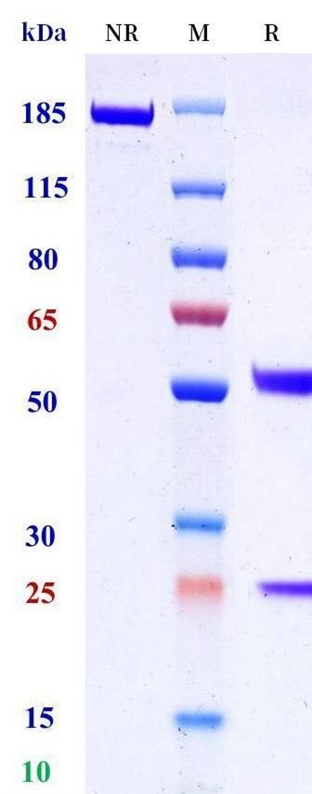 0 - Anti-HLA-A2 Reference Antibody (INSERM patent anti-HLA-A2) APR11539