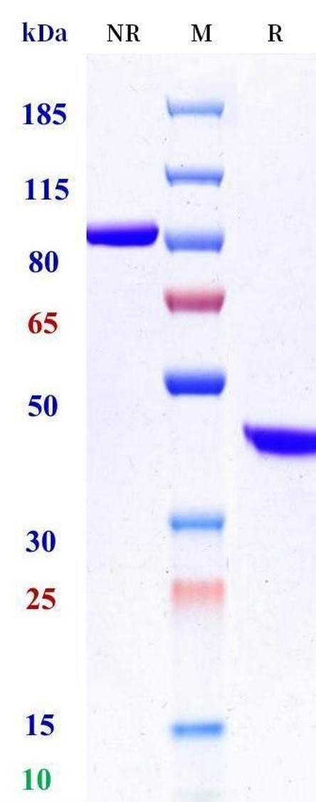 0 - Anti-CD72 Reference Antibody (U.California patent anti-CD72) APR11541
