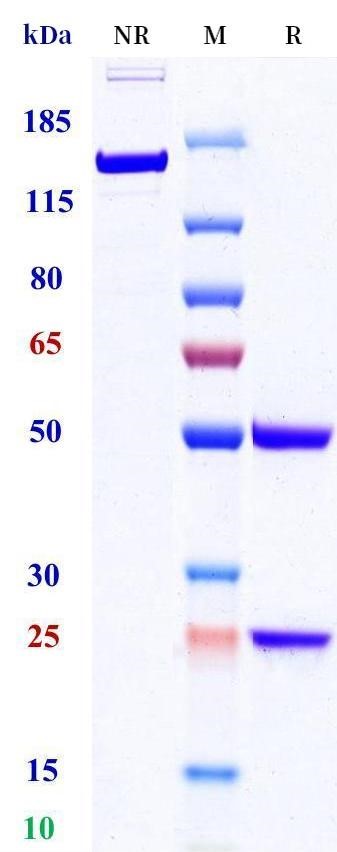 0 - Anti-IL-19 Reference Antibody (Cheng Kung U. patent anti-IL-19) APR11542