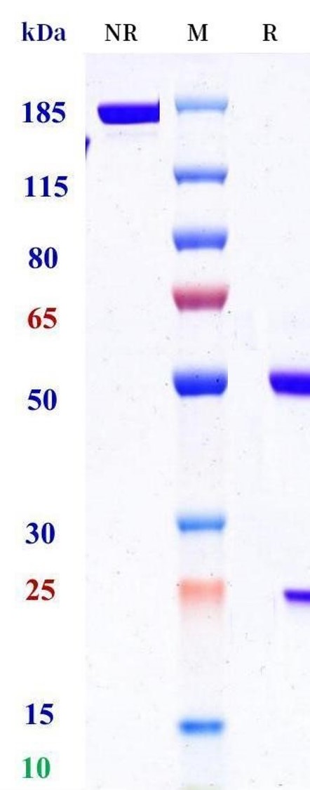 0 - Anti-APLNR Reference Antibody (Regeneron patent anti-APLNR) APR11544