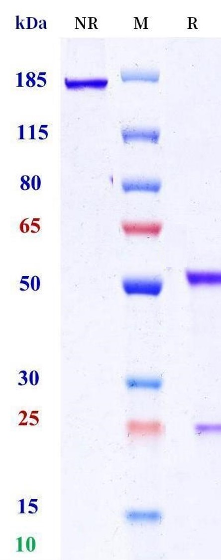 0 - Anti-HSP90 Reference Antibody (efungumab) APR11545