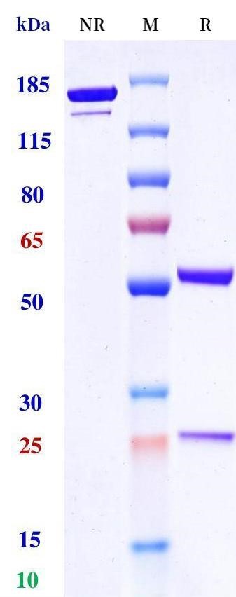 0 - Anti-Integrin αvβ8 Reference Antibody (Genentech patent anti-Integrin Alpha V Beta 8) APR11547