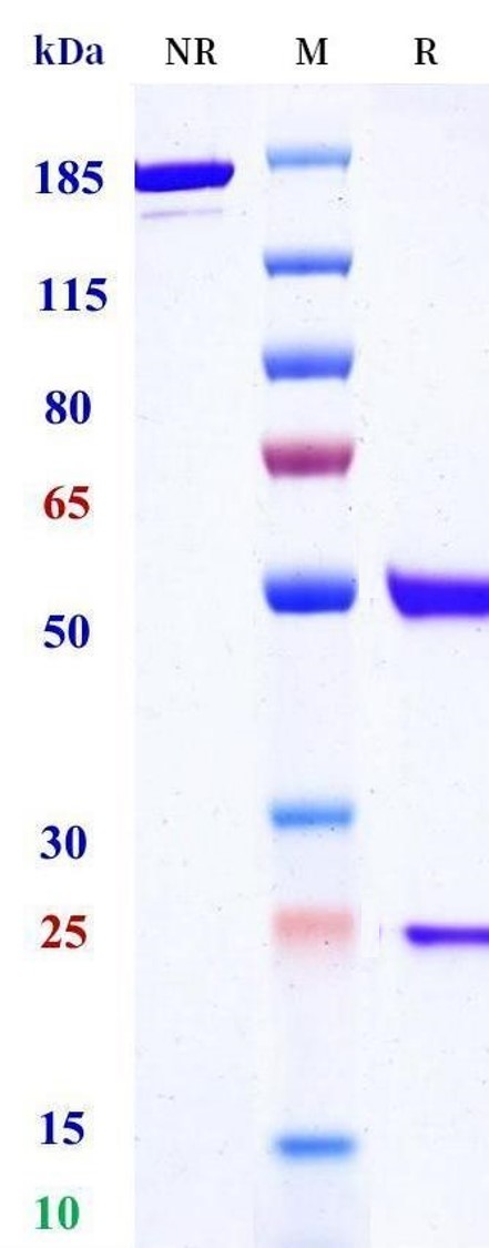 0 - Anti-NGLY1 Reference Antibody (Jackson Laboratory patent anti-NGLY1) APR11548